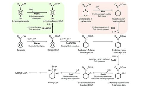 The Metabolic Pathway For Degradation Of Benzoate 4 Hydroxybenzoate