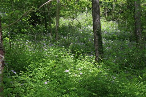 Waterleaf Lavender Mammoth Cave Area Flora