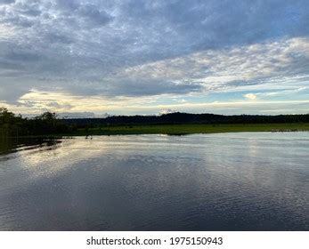 Tributary Amazon River Stock Photo 1975150943 | Shutterstock