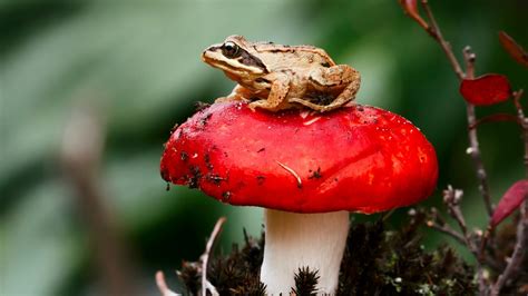 Frog Sitting On A Red Mushroom 2560x1440 Hdtv Wallpaper