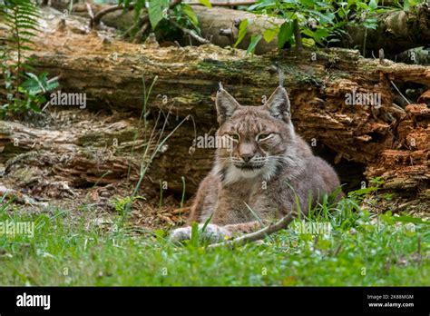 East Siberian Lynx Lynx Lynx Wrangeli Lynx Lynx Cervaria In Forest