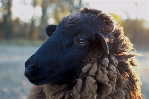 Baa Baa Black Sheep Free Stock Photo Public Domain Pictures