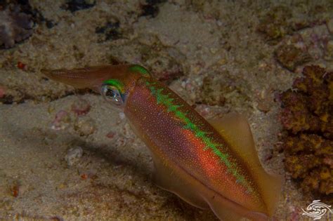 Bigfin Reef Squid- Facts Photographs and Video | Seaunseen