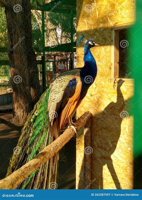 Peacock Mating Dance in an Aviary at the Zoo Stock Image - Image of ...