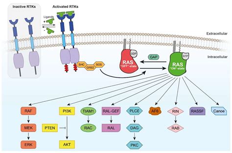 Ijms Free Full Text Perspectives Of Ras And Rheb Gtpase Signaling