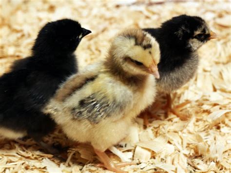 Baby Chicks The First Week Hgtv