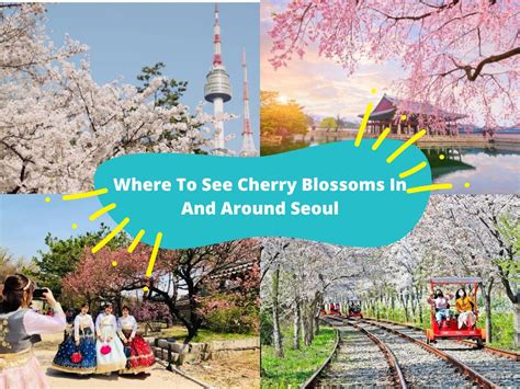 Where To See Cherry Blossoms In And Around Seoul Kkday Blog