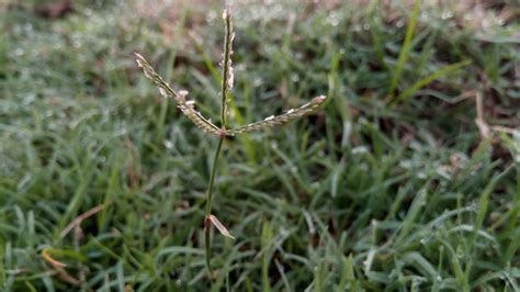 Bermuda Grass Seed Heads Asking List