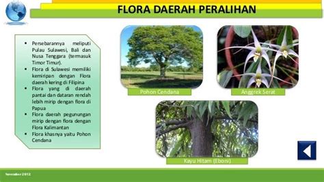 Contoh Gambar Flora Peralihan Pulp