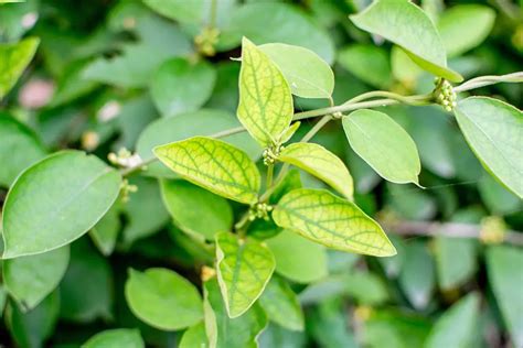 Natural Gymnema Sylvestre