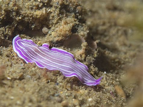 Pink Flatworm Prostheceraeus Roseus For More Marine Life Flickr