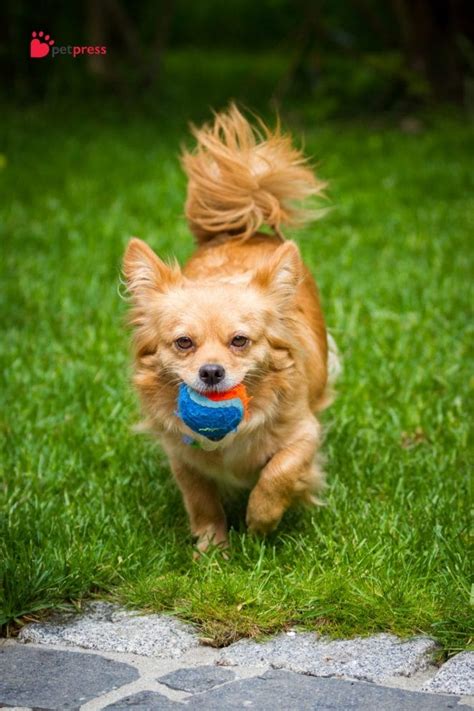 Training Small Dog Breeds: Why Start Early? - PetPress