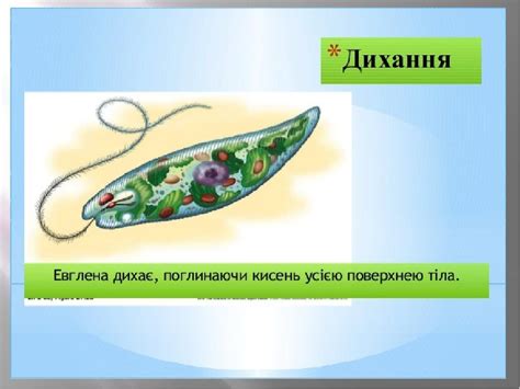 Презентація до уроку Евглена зелена Конспект Біологія