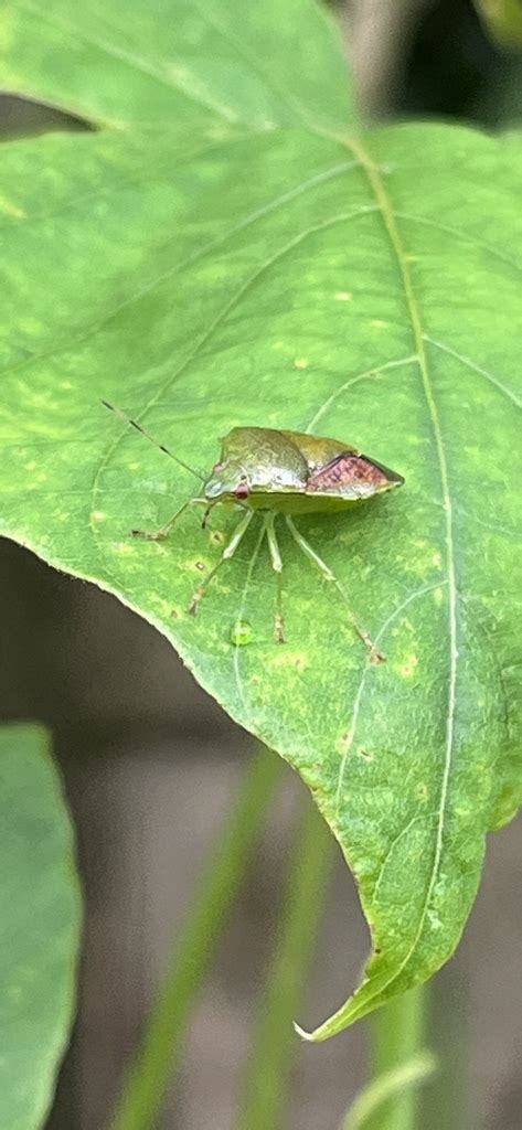 Plautia Sakishimensis In September By Nakatada Wachi Inaturalist