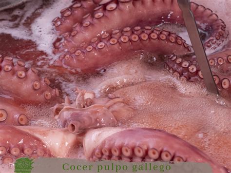 Cómo Cocer Pulpo Pescadería Online Coyomar Marisco Gallego