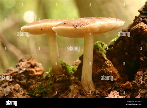 Plateus Cervinus Fungi Fawn Pluteus On Rotting Wood Stock Photo Alamy