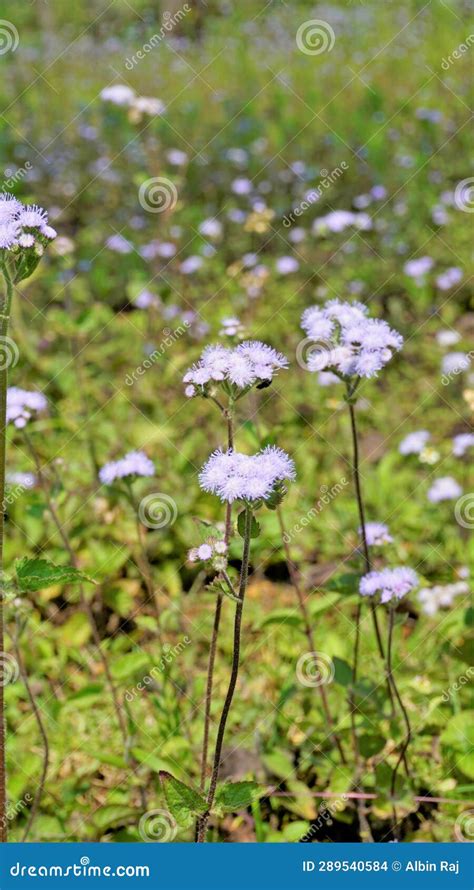 Portrait Flowers Of Ageratum Conyzoides Also Known As Tropical