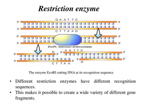 PPT Restriction Enzyme Digestion Southern Blotting Of DNA