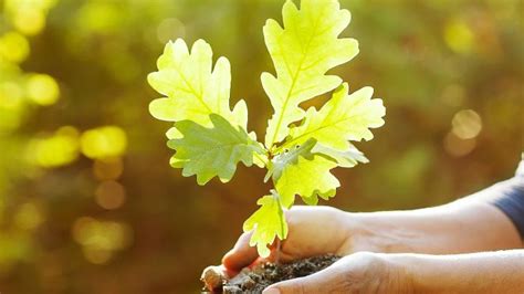 How To Grow Oak Saplings 5 Best Tips And Tricks