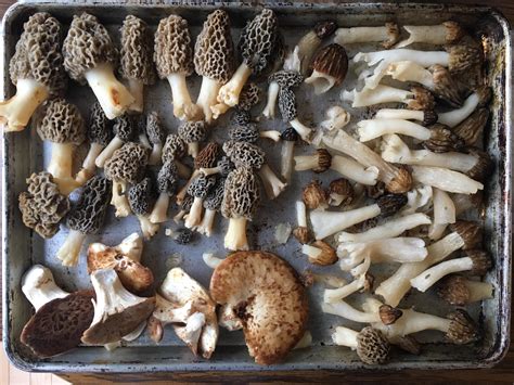 SE Michigan mushroom haul : r/mycology