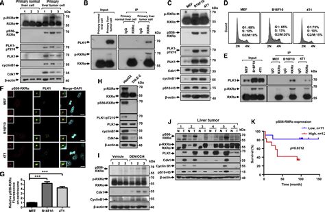 Centrosomal Localization of RXRα Promotes PLK1 Activation and Mitotic