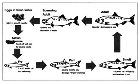 You Should Spend About Minutes On This Task The Diagram Below Shows