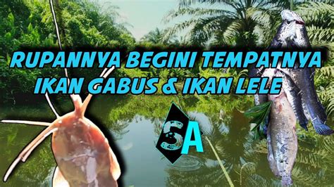 Mancing Ikan Gabus Di Rawa Rawa Seru Deh Pokoknya YouTube