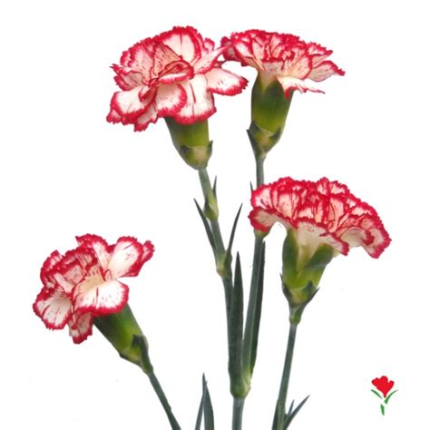 Peppermint Spray Carnation From Flores Funza Variety Minueto