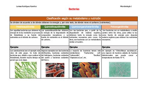 Clasificacion De Las Bacterias Anaerobias