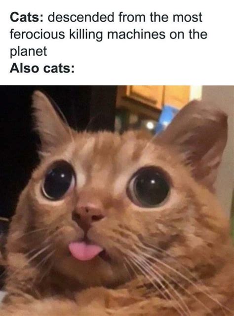 200 Cat Meme Pictures