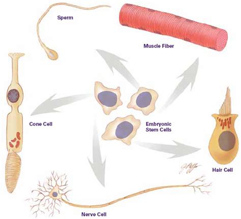 Stem Cell Creationwiki The Encyclopedia Of Creation Science