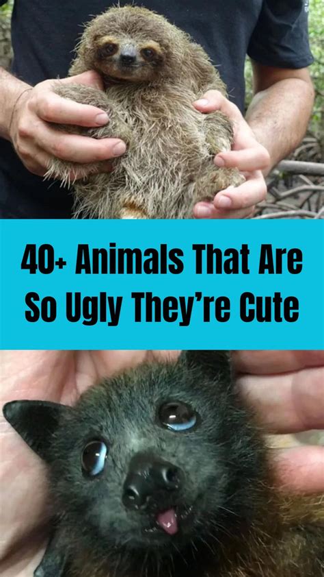 40+ Animals That Are So Ugly They’re Cute | Funny animals, Animals, Cute