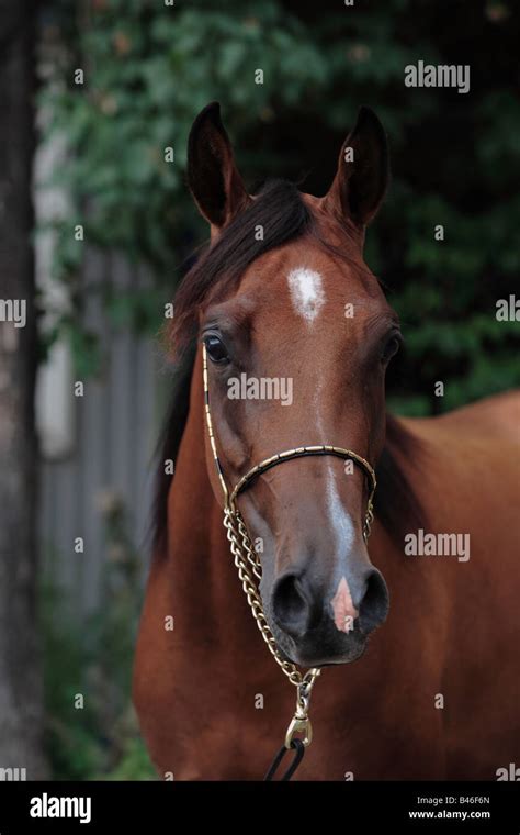 The Bay Horse Stock Photo Alamy