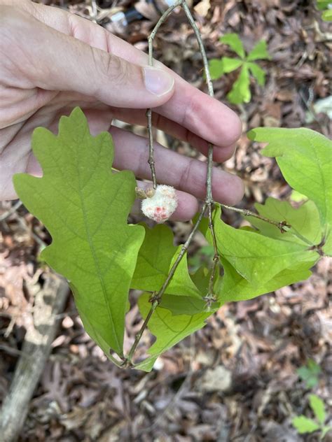 Wool Sower Gall Wasp From Mississippi State University Starkville MS