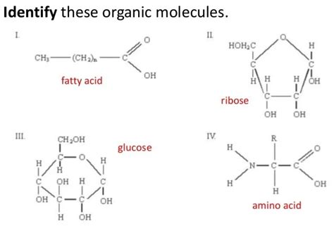 What Is The Molecular Structure Of Carbohydrates Lipids And Proteins