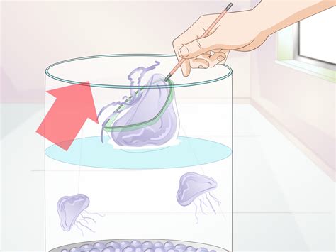 How to Start a Jellyfish Tank (with Pictures) - wikiHow