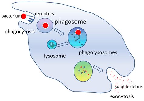 Lysosomes - Structure - Synthesis - Function - TeachMePhysiology