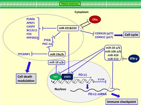 Sex Disparity In Cancer Roles Of Micrornas And Related Functional