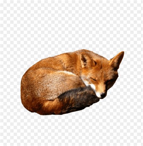 Sleeping Fox Curled Up Comfortably Png Images Background Image Id 293 Toppng