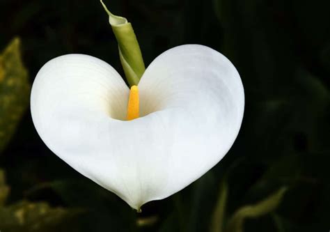 Pour Le Jardin Des Plus Belles Fleurs Blanches Jardin De Grand Meres