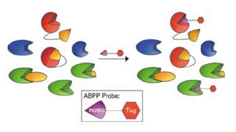 General Strategy For Activity Based Protein Profiling Abpp