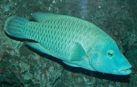 Humphead Maori Wrasse (Cheilinus undulatus)