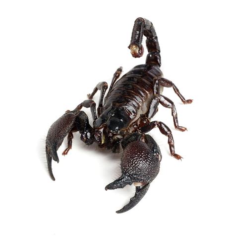 Emperor Scorpion By Science Photo Library