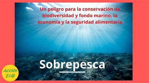 El Impacto De La Sobrepesca En Los Ecosistemas Marinos Youtube