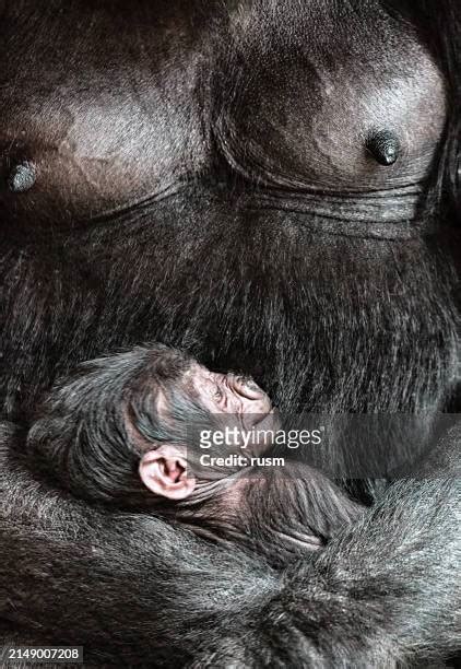 66 Sleeping Baby Gorilla Stock Photos, High-Res Pictures, and Images ...