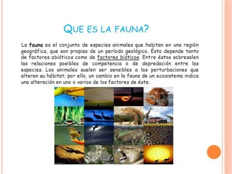 Flora Y Fauna Concepto Y Caracter Sticas Cuadro Comparativo