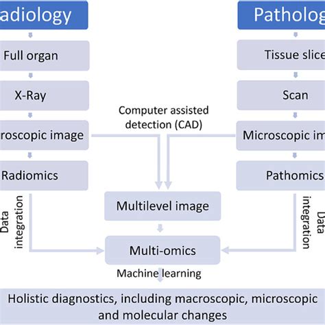 Workflow To Visualize And Analyze Organs And Tissues In Radiology And Download Scientific