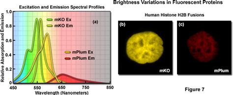 Zeiss Microscopy Online Campus Introduction To Fluorescent Proteins