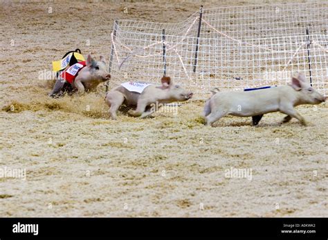 Pig racing at the Texas State Fair Stock Photo - Alamy