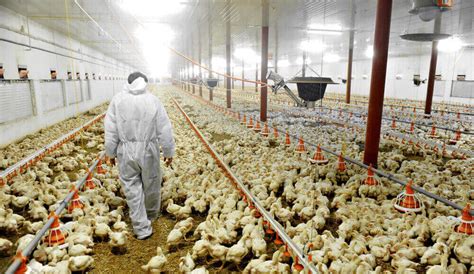 Risk And Challenges of Poultry Farming - TheFarmLiving.Com